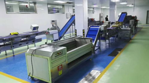 定制生產小型凈菜生產加工設備